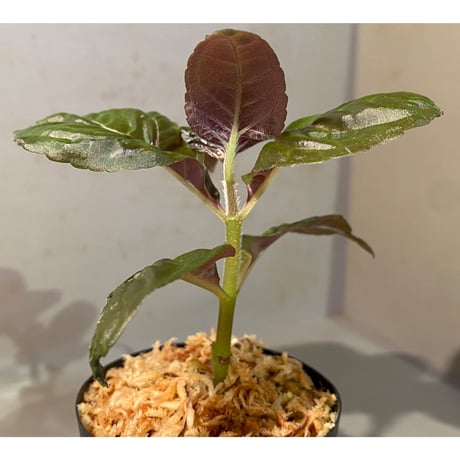 Nautilocalyx pallidus