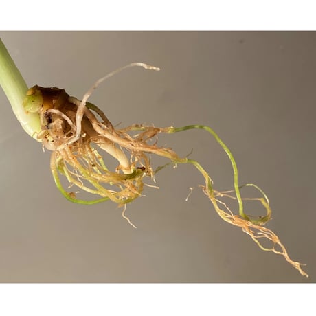 Schismatoglottis Rongisupata from West Kalimantan [KN]