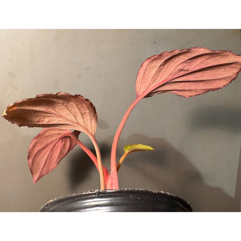 6895e3b163cfc37b5c3777b5