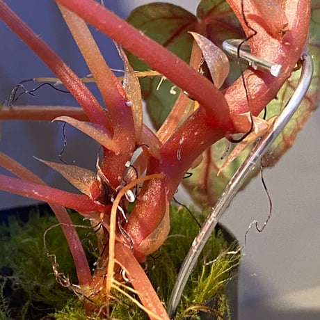 Begonia handelii var. prostrata from Viet Nam