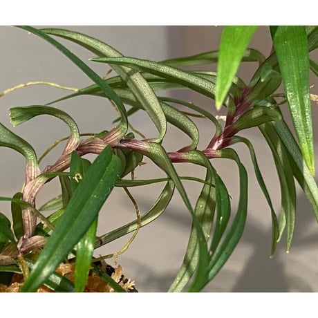 Freycinetia sp. from Murangraya [LA0515-03]