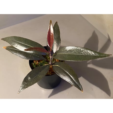 Medinilla sp. from Irian Jaya Papua