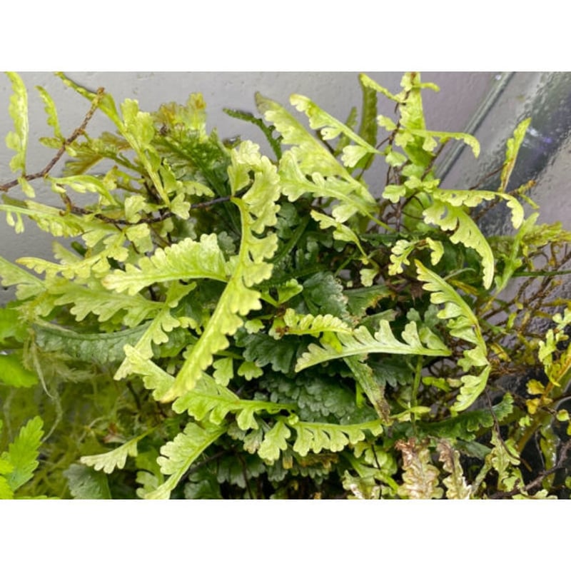 Teratophyllum aculeatum Nanga pinoh【TB便】 Teratophyllum aculeatum from Nanga pinoh [TB] |