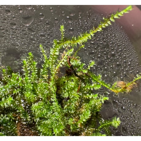 Taxiphyllum sp. from Lake Matano Sulawesi