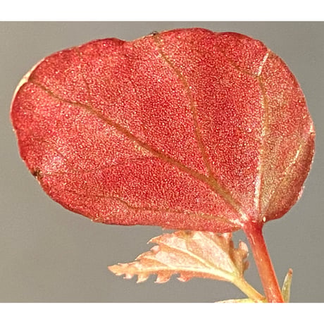 Begonia sp. "Crazy pink" from Lampung sumatera [LA1118-03]
