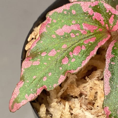 Begonia sp. "Crazy pink" from Lampung sumatera [LA1118-03]