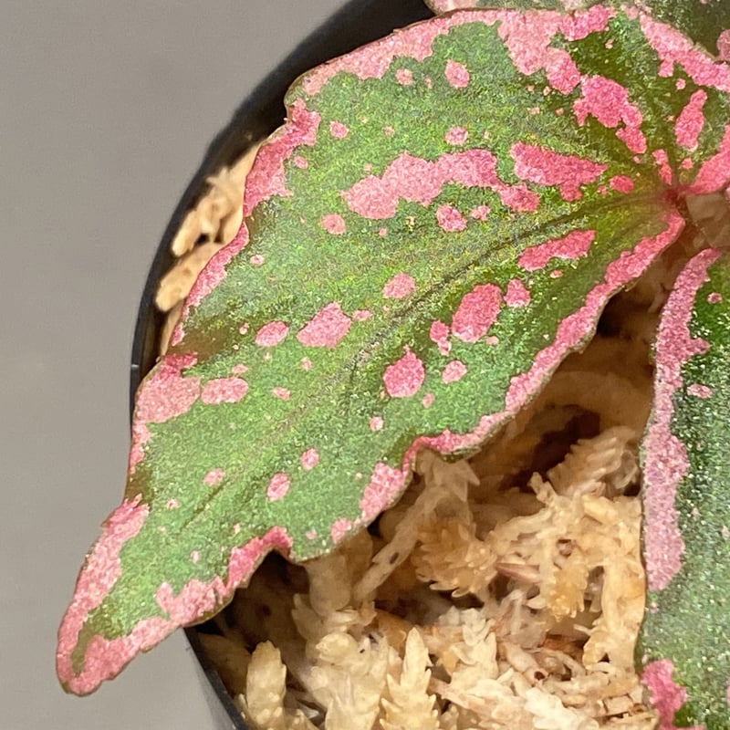 Begonia sp. 