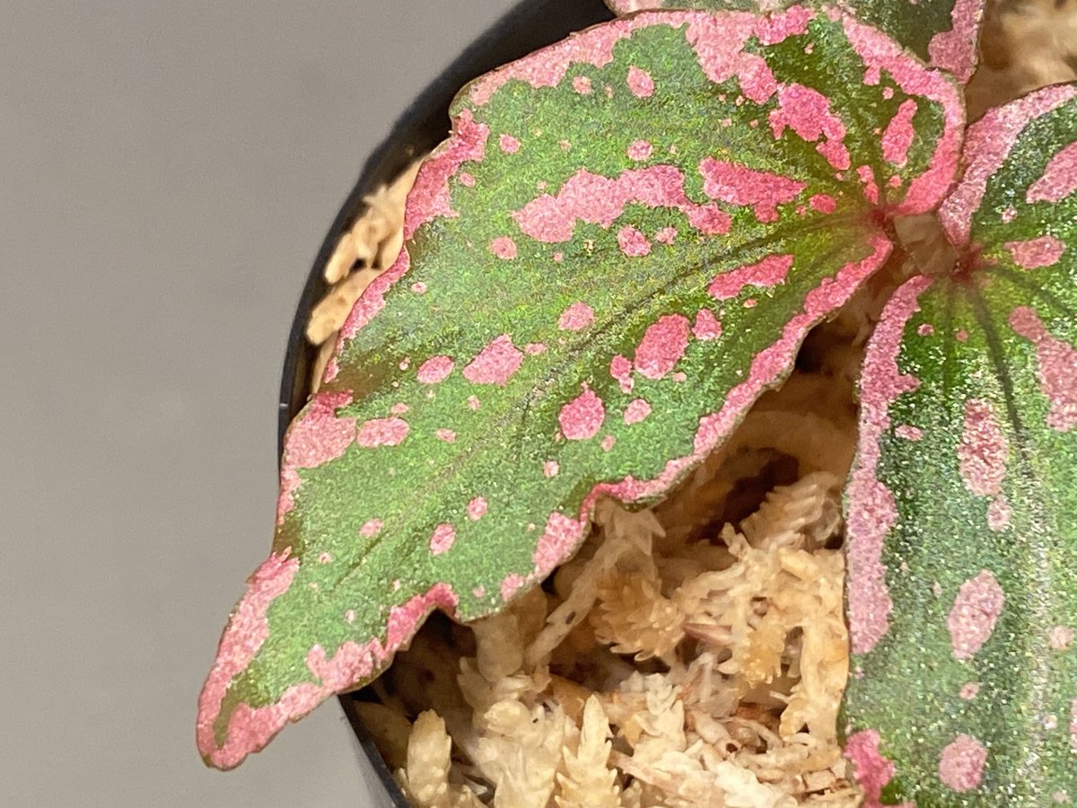 Begonia sp. 