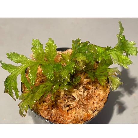 Crepidomanes sp. from Papua New Guinea