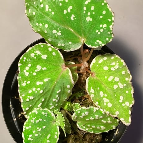 Begonia sp. from Aceh sumatera [LA1115-01T]
