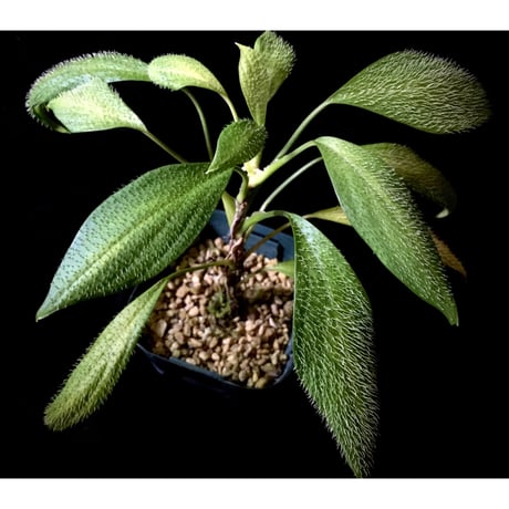 Homalomena hasei "狐尾" from Aceh sumatera [LA0616-04]