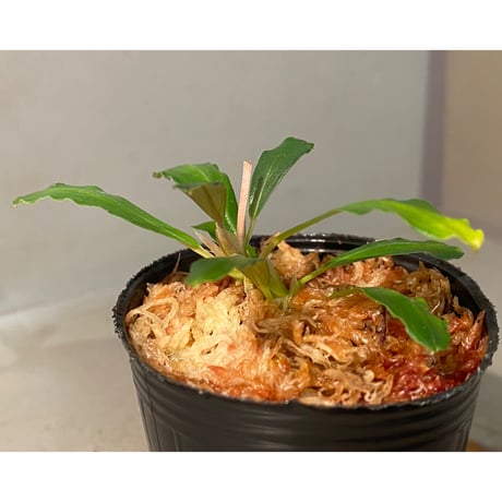 Bucephalandra sp. Kapuas-2 [AZ0311-2]