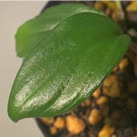 Homalomena sp. wf1 from Cameron Highlands [KZT]