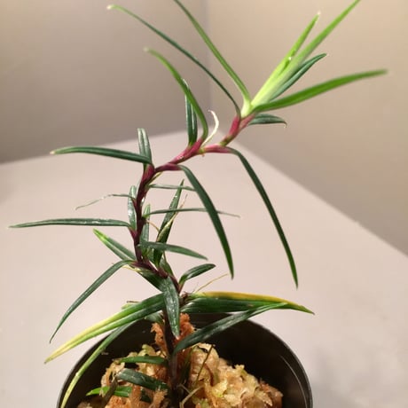 Freycinetia sp. from Setiu