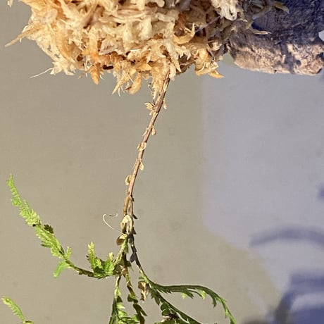 Selaginella sp. from Sangkhlaburi Kanchanaburi Thailand