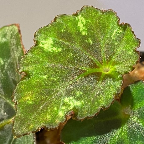 Begonia sp. from North Toraja [S0919-06] STRINGE PLANTS