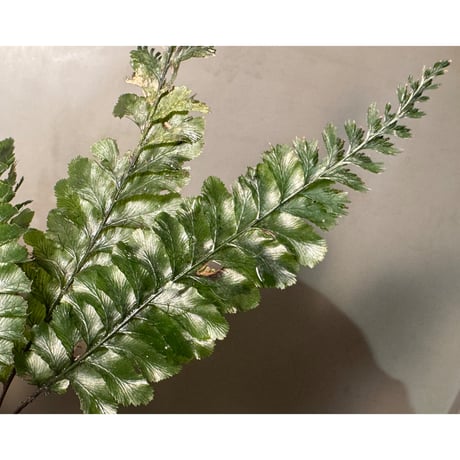 Cephalomanes cf. javanicum from Landak West Kalimantan (Lサイズ)