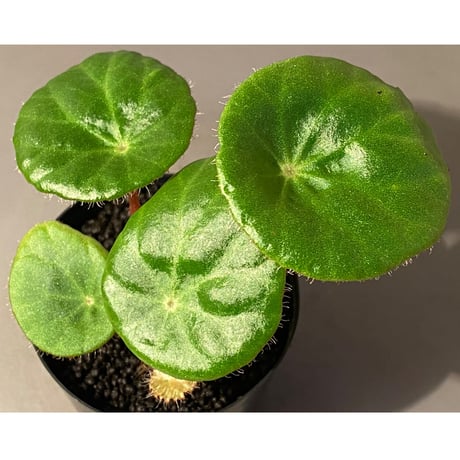Begonia kingiana from Jerantut [TK170717]