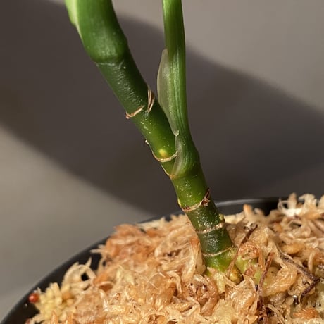 Aglaonema pictum "しるば〜らいん" from Aceh sumatera [LA1218-01b] グリーンマルシェ No.5