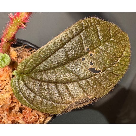 Sonerila sp. from Bukit Biru West Kalimantan