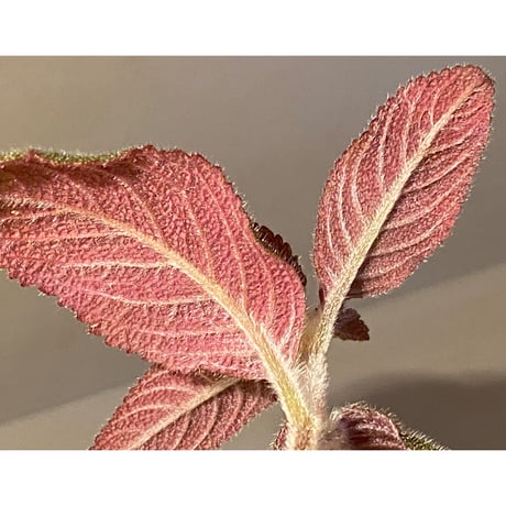 Pearcea schimpfii from Ecuador