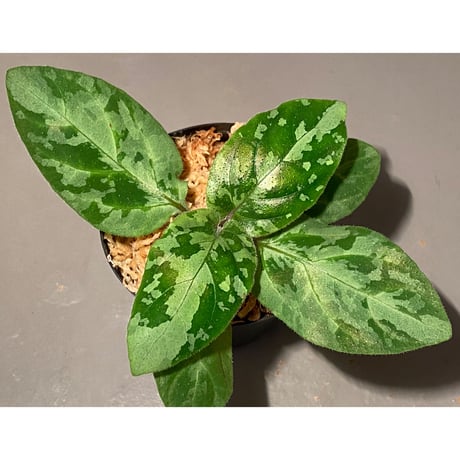Gymnostachyum sp. f1 from Aceh sumatera [LA0816-1ss]