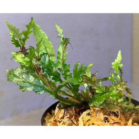 Microsorum sp. "Short Dragon Tail"