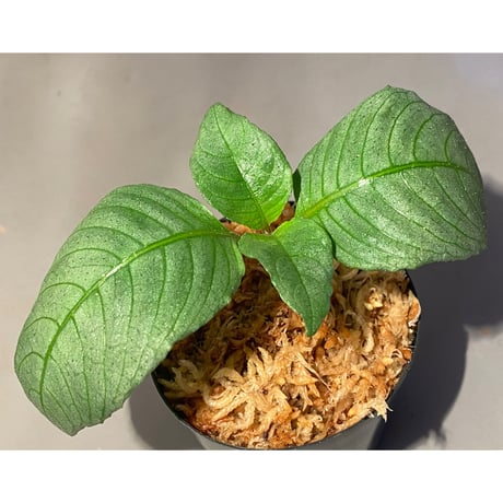 Ophiorrhiza? sp. "Kab. Sanggau" Kal barat [TB]