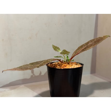 謎草 from Iquitos Peru [tanakay]