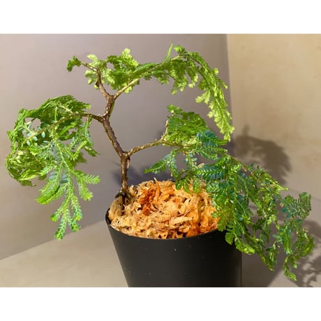 Selaginella sp.  from Genting Highland