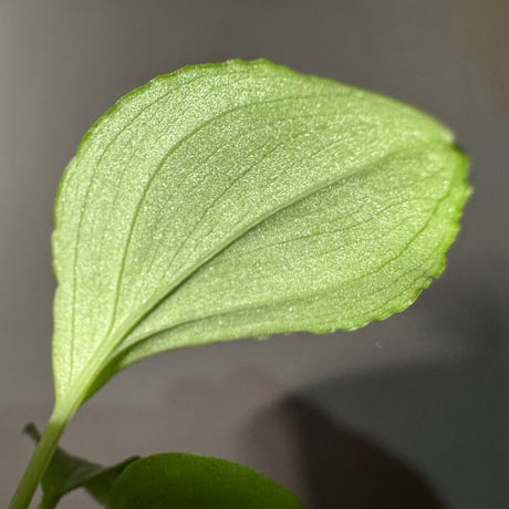 Homalomena sp. "Kayu Lapis" White Kal-barat [TB]