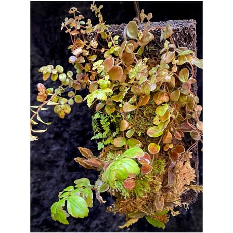 Pilea imparifolia from Iquitos Peru [tanakay]