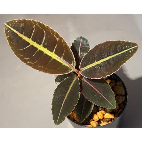 Labisia sp. from Sumatera barat [TB]