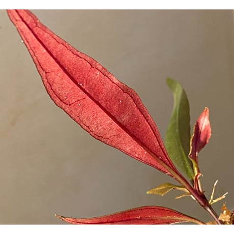 Medinilla sp. from Irian Jaya Papua