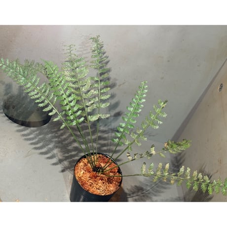 Asplenium cf. thunbergii from West Java