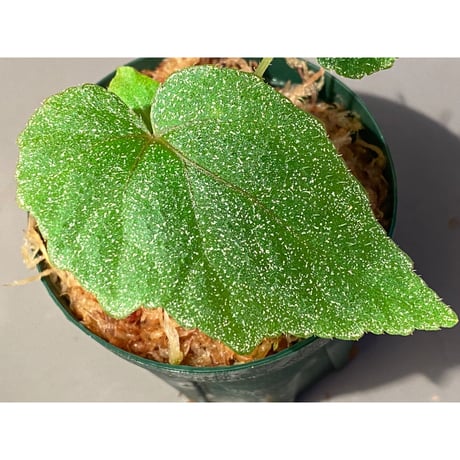 Begonia sp. from Ha Noi [TK140617]