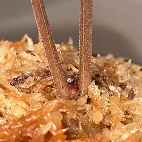 Hemigraphis alternata from Pulau Nias [HW0819-02]