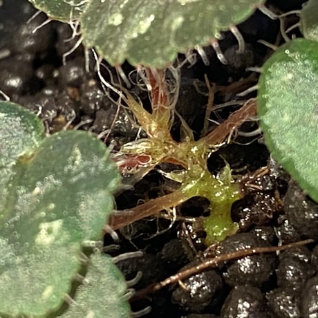Begonia sp. from Lang Son [YH030519] TK