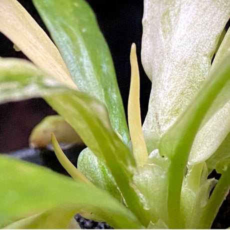 Schismatoglottis sp. "初霜錦" from Murung raya [LA0515-05]
