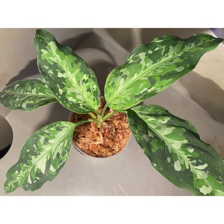 Aglaonema pictum from Aceh sumatera [T-120119-b-x]