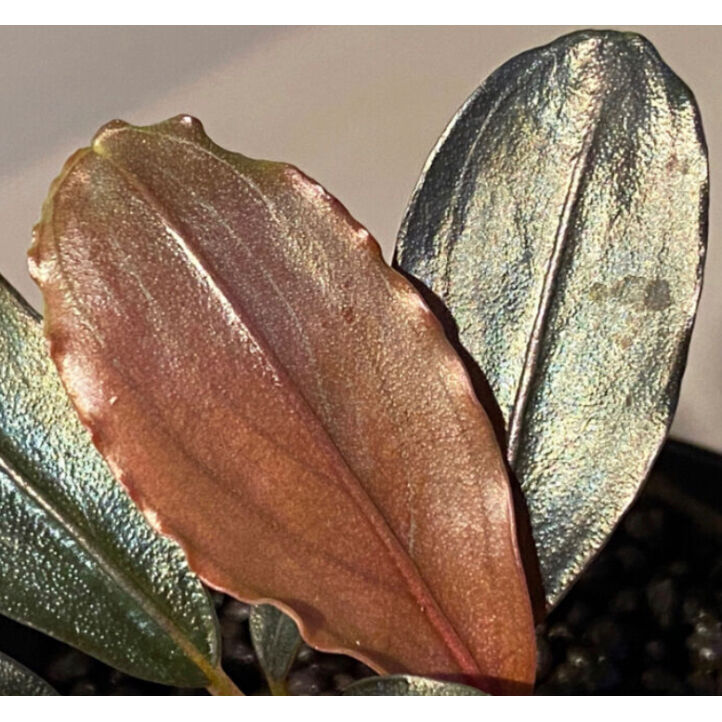 Bucephalandra sp. 