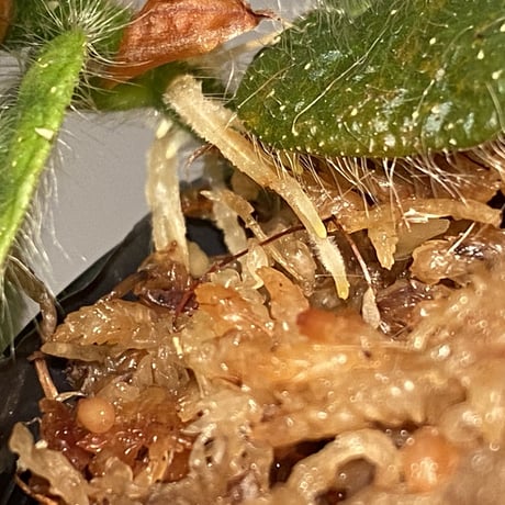 Ficus sp. from Selangor