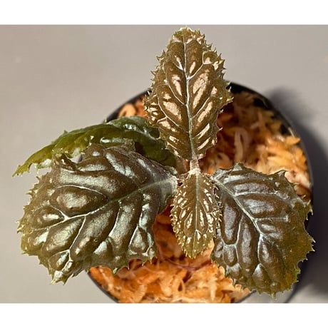 Ardisia sp. from Bengkulu [LA0315-1]