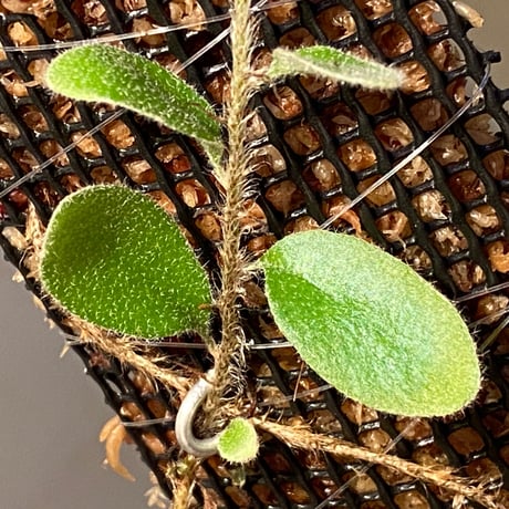 Pyrrosia nummularifolia from Santa Fe Luzon Philippines [KSB]