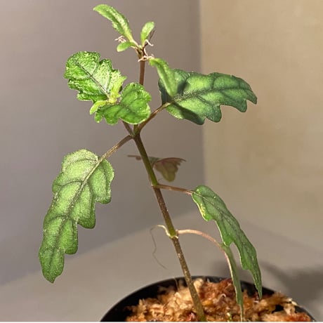 Scrophulariaceae sp. from Valencia, Negros Oriental