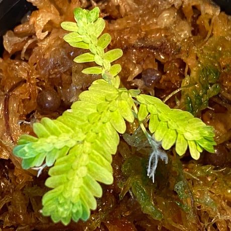 Selaginella sp. バリエガータ from "Nanga pinoh" [TB]