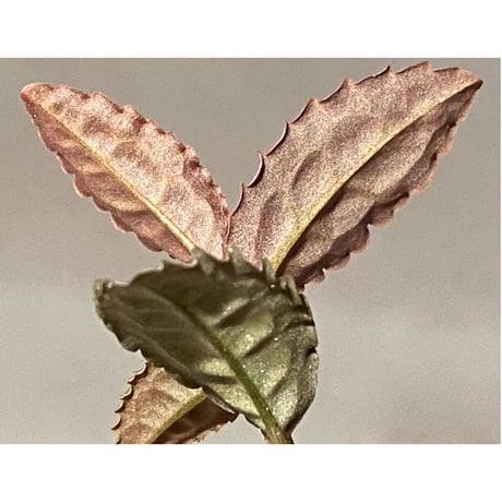 Emblemantha urnulata (Labisia sp.) from Riau sumatera [LA0815-01]