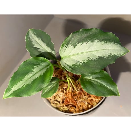 Aglaonema pictum from Tapak Tuan Aceh [MA1510-86]