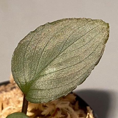 (HW本タグ付き) Homalomena sp. "Imperial Japanese Navy" from Resum P.Lingga [AZ0517-11]