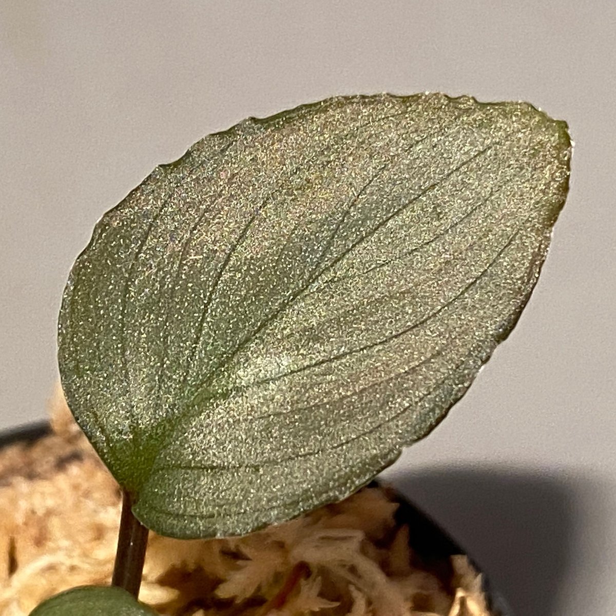 HW本タグ付き) Homalomena sp. 